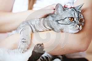 Smiling woman at home holding her lovely fluffy cat.  Pets and lifestyle concept.