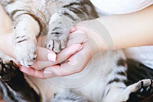 Smiling woman at home holding her lovely fluffy cat.  Pets and lifestyle concept.