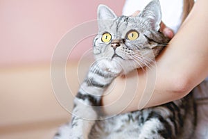 Smiling woman at home holding her lovely fluffy cat.  Pets and lifestyle concept.