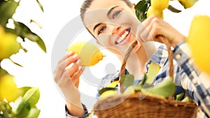 Smiling woman picks a lemon and put it in the basket