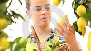 Smiling woman picks a lemon and put it in the basket