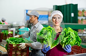 Smiling woman vegetable factory worker with lettuce