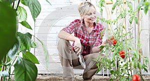Smiling woman in vegetable garden, working with garden trowel tool and check cherry tomatoes plants on white wooden shed