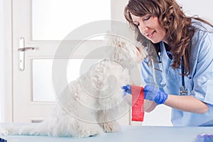 Smiling woman vet puts a bandage on the dog`s paw