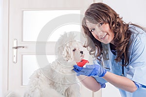 Smiling woman vet puts a bandage on the dog`s paw