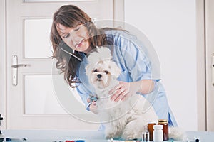 Smiling woman veterinarian examining dog with stethoscope