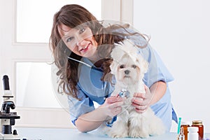 Smiling woman veterinarian examining dog with stethoscope