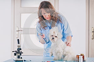 Smiling woman veterinarian examining dog with stethoscope