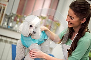 smiling woman and white poodle. Dog gets hair cut at Pet Spa Grooming Salon. Closeup of Dog. groomer concept.the dog has a haircut