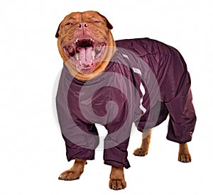 Smiling yawning dog dressed with raincoat