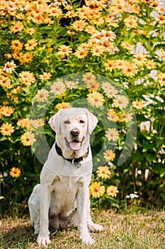 Smiling Yellow Golden Labrador Adult Female Dog Sitting Pose On The Trimmed Lawn Of Garden.