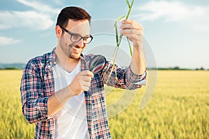 Smiling young agronomist or farmer inspecting wheat plant root with a magnifying glass