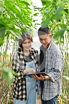 Smiling young couple farmers using digital tablet supervising the growing of plants in greenhouse