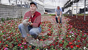 Smiling young florist woman sitting on her haunches demonstrating a garden-pot of waller's balsamine in a hothouse