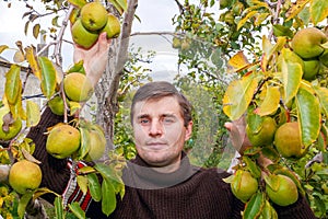 A smiling young man likes to collect pears