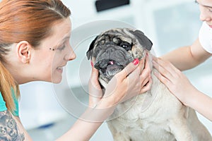 Smiling young veterinary doctor and girl stroking pug at hospital