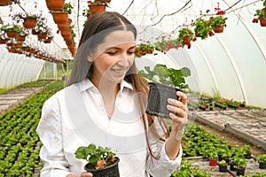 Smiling young woman florist holding a pots of pelargonium in greenhouse. Female gardener working with plants