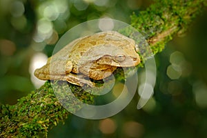 Smilisca baudinii, Mexican tree frog, in the gren nature. Exotic tropical green frog from Costa Rica, close-up portrait. Wildlife