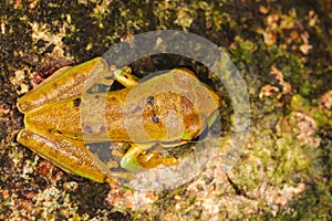 Smilisca masked tree frog rainforest jungle frog photo