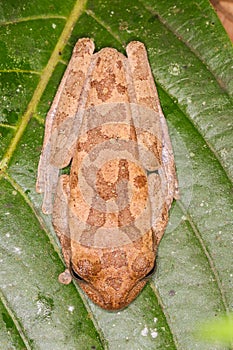 Smilisca puma rainforest jungle frog photo