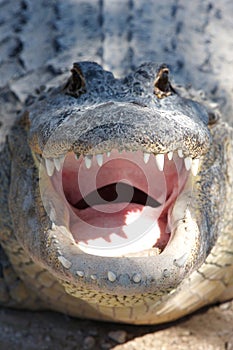 Smilleing Crocodile