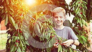 Smilling child picking red cherries from tree in garden at home on summer day