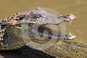 Smilling crocodile in Tortuguero - Costa Rica