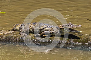 Smilling crocodile in Tortuguero - Costa Rica