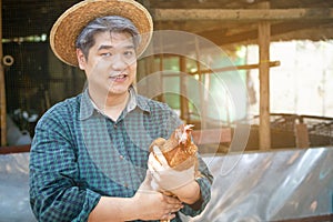Smilling midle aged grey hair man hand holding chicken and basket of eggs in their henshouse, farm, garden and owner business