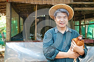 Smilling midle aged grey hair man hand holding chicken and basket of eggs in their henshouse, farm, garden and owner business