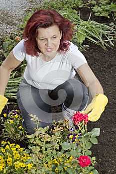 Smilling women gardener arranging her roses