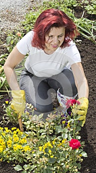 Smilling women gardener arranging her roses
