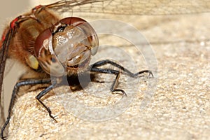 Smily Vagrant darter Dragonfly CloseUp