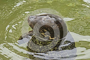 Smirking seal in the water