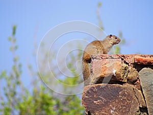 Smith`s bush squirrel