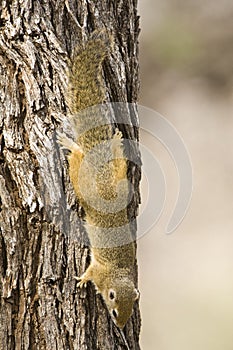 Smith's Bush Squirrel, Paraxerus cepapi