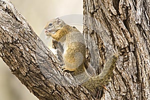 Smith's Bush Squirrel, Paraxerus cepapi