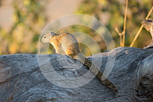 Smith's Bush Squirrel (Paraxerus cepapi)