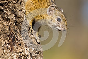 Smith`s Bush Squirrel & Tree