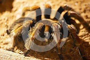 Smith`s Redknee Tarantula - Singapore