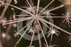 Smith wingless, Pyrrhocoris apterus, sitting on a dry bush