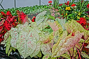 SMITHFIELD, PENNSYLVANIA, UNITED STATES - May 02, 2014: Greenhouse Flowers