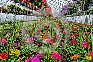 SMITHFIELD, PENNSYLVANIA, UNITED STATES - May 02, 2014: Greenhouse Flowers