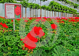 SMITHFIELD, PENNSYLVANIA, UNITED STATES - May 02, 2014: Greenhouse Flowers