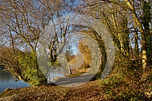 The winter pathway of shedded leaves photo