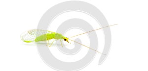 Smiths Green Lacewing - Ceraeochrysa smithi - adult form of junk, garbage or trash bug Isolated on white background side profile