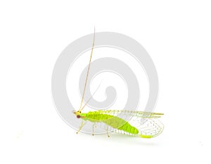 Smiths Green Lacewing - Ceraeochrysa smithi - adult form of junk, garbage or trash bug Isolated on white background side profile