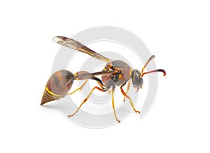 Smiths potter wasp - Eumenes smithii - isolated on white background side profile view