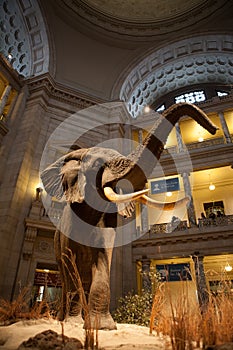 Smithsonian Natural History Museum, DC