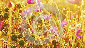 Smll steppe flowers of violet color tossing in the wind.